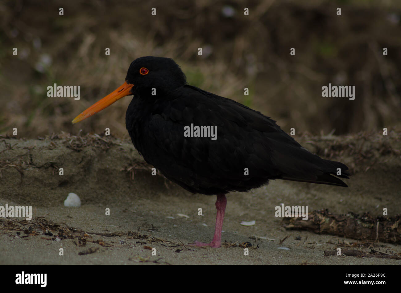 Einzelner kleiner schwarzer Vogel mit orangefarbenen Schnabel an der Küste Stockfoto