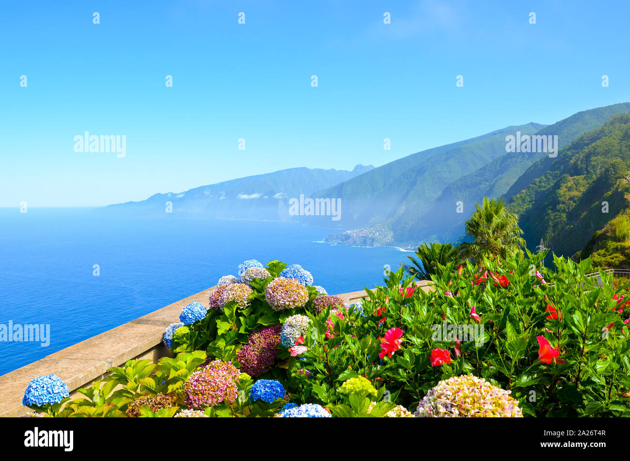 Bunte Blumen und wunderschönen Nordküste der Insel Madeira, Portugal. Typische, Hortensia Hortensie Blumen. Erstaunliche Küste von Ribeira da JANELA. Grüne Landschaft durch den Atlantischen Ozean. Ewiger Frühling. Stockfoto