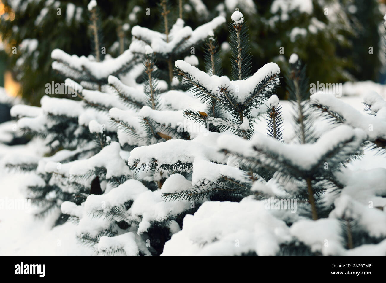 Weißer Schnee und Tannen auf einer Winter Weihnachten frostigen Tag nach einem Schneefall, kaltes Wetter Stockfoto