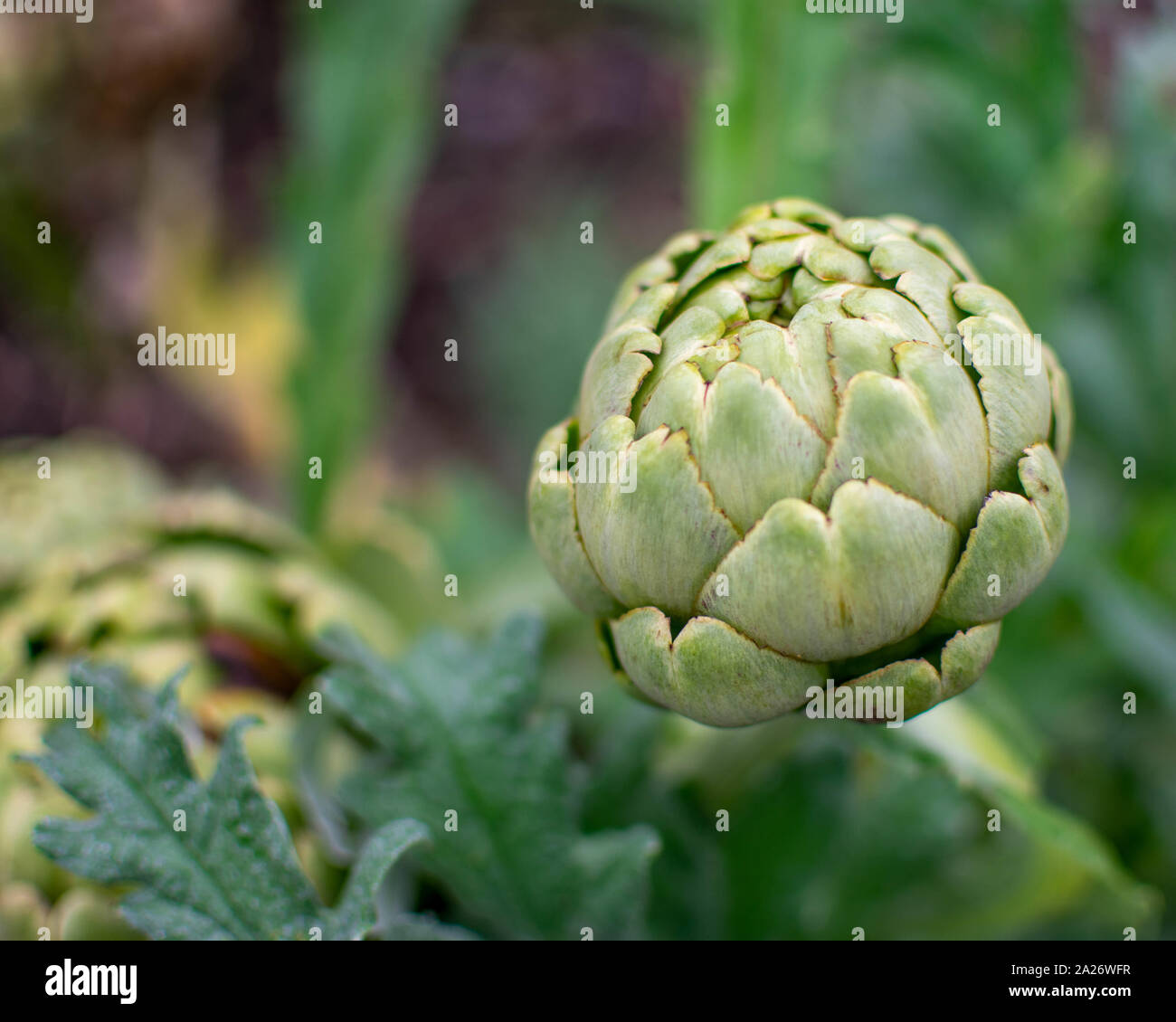 Artischocken in einem Gemüsegarten wächst Stockfoto