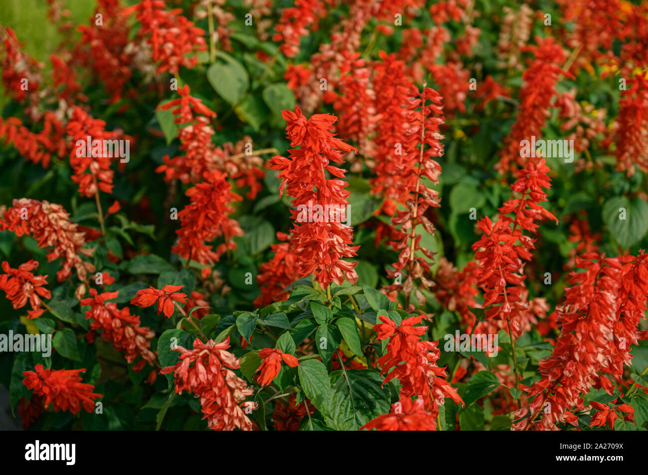 Plumed cockscomb Blumen (Celosia Argentea). Selektiver Fokus mit geringer Tiefenschärfe. Stockfoto