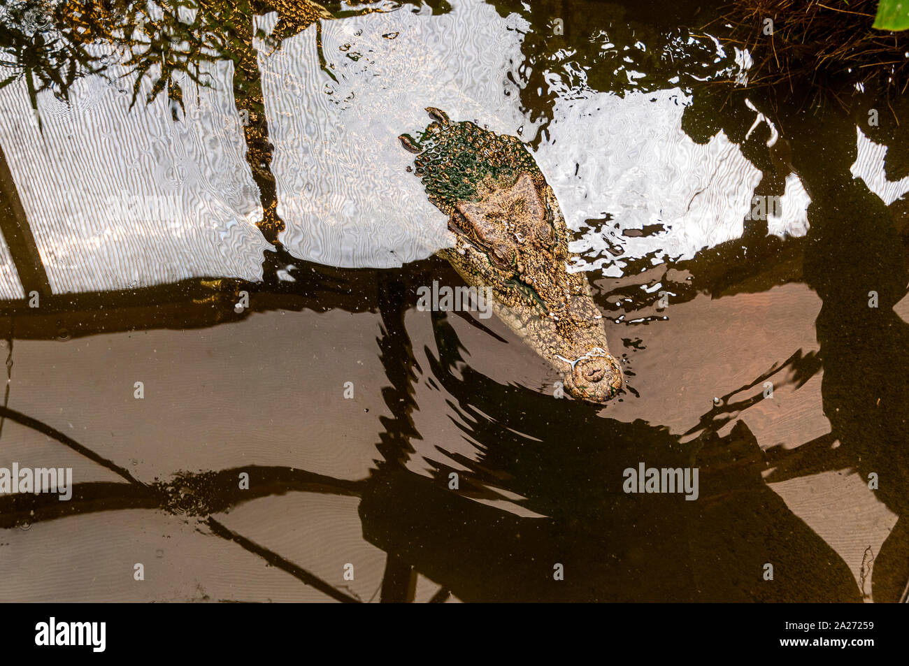 Kopf und Schnauze der eine orange-braune Krokodil bricht eine Reflexion Teile seines Körpers mit regelmäßigen schwarzen Markierungen gemusterten aufzudecken Stockfoto