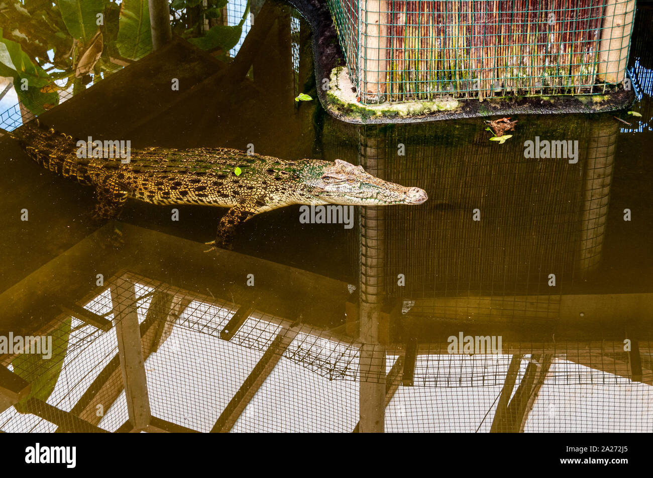 Eine orange-braune Krokodil mit regelmäßigen gemusterten schwarzen Markierungen schwimmt unter einem Bildschirm mit seinem Kopf und Schnauze nur über dem Wasserspiegel Stockfoto