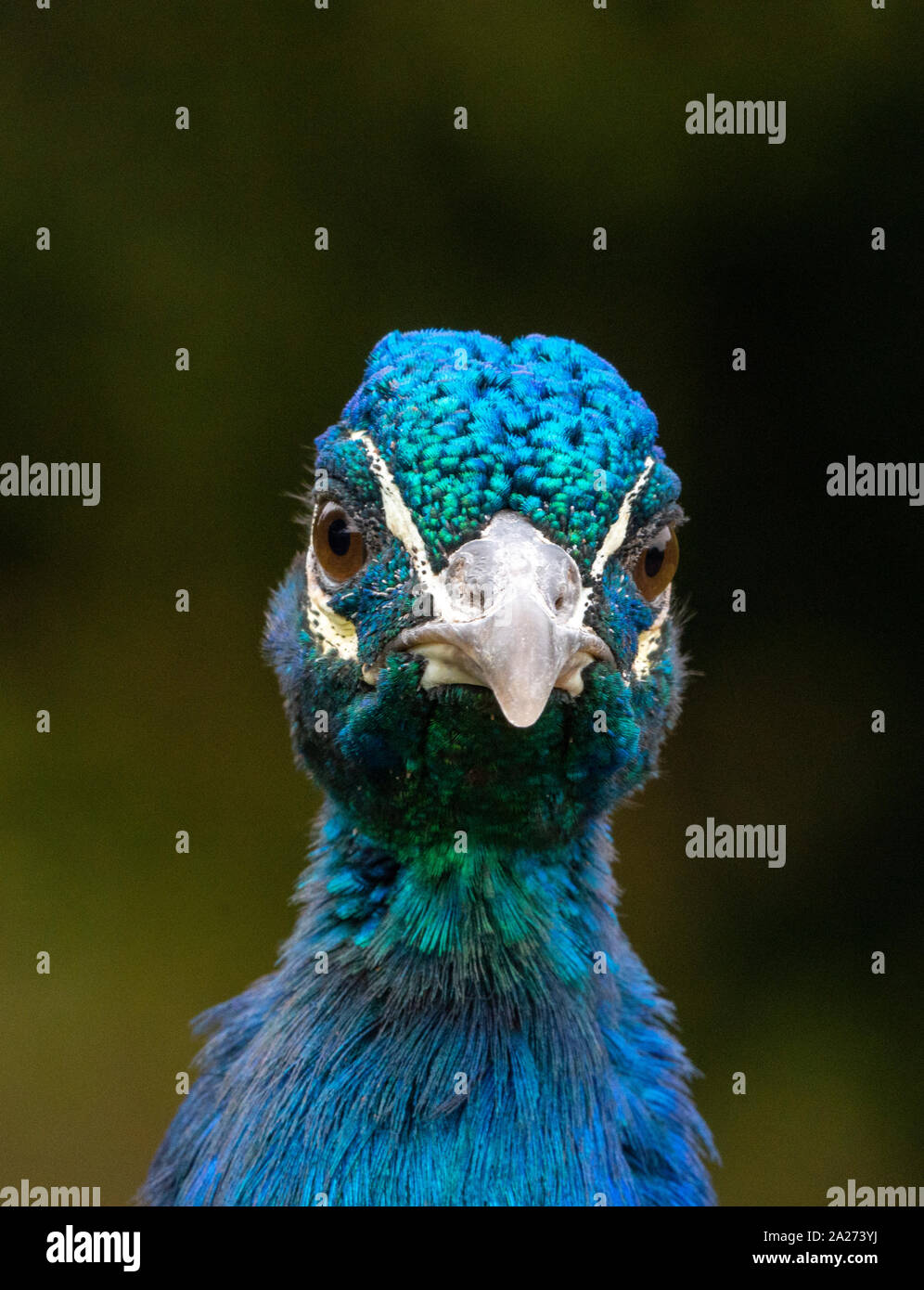 Einen schönen auffälligen blauen Pfau posieren für ein Portrait. Stockfoto
