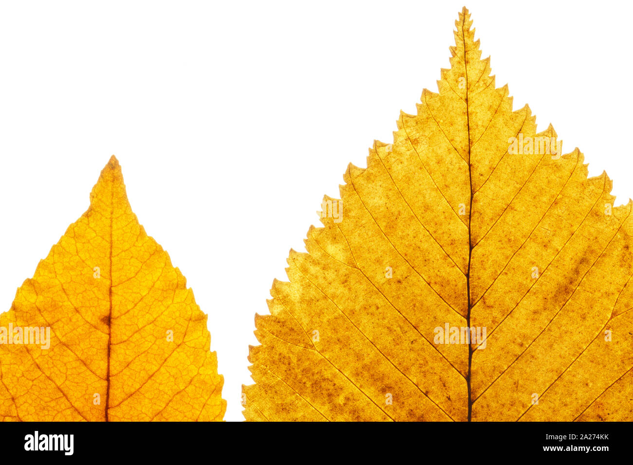 Gelbe Blätter auf weißem Hintergrund. Venen im Herbst Blatt close-up Stockfoto