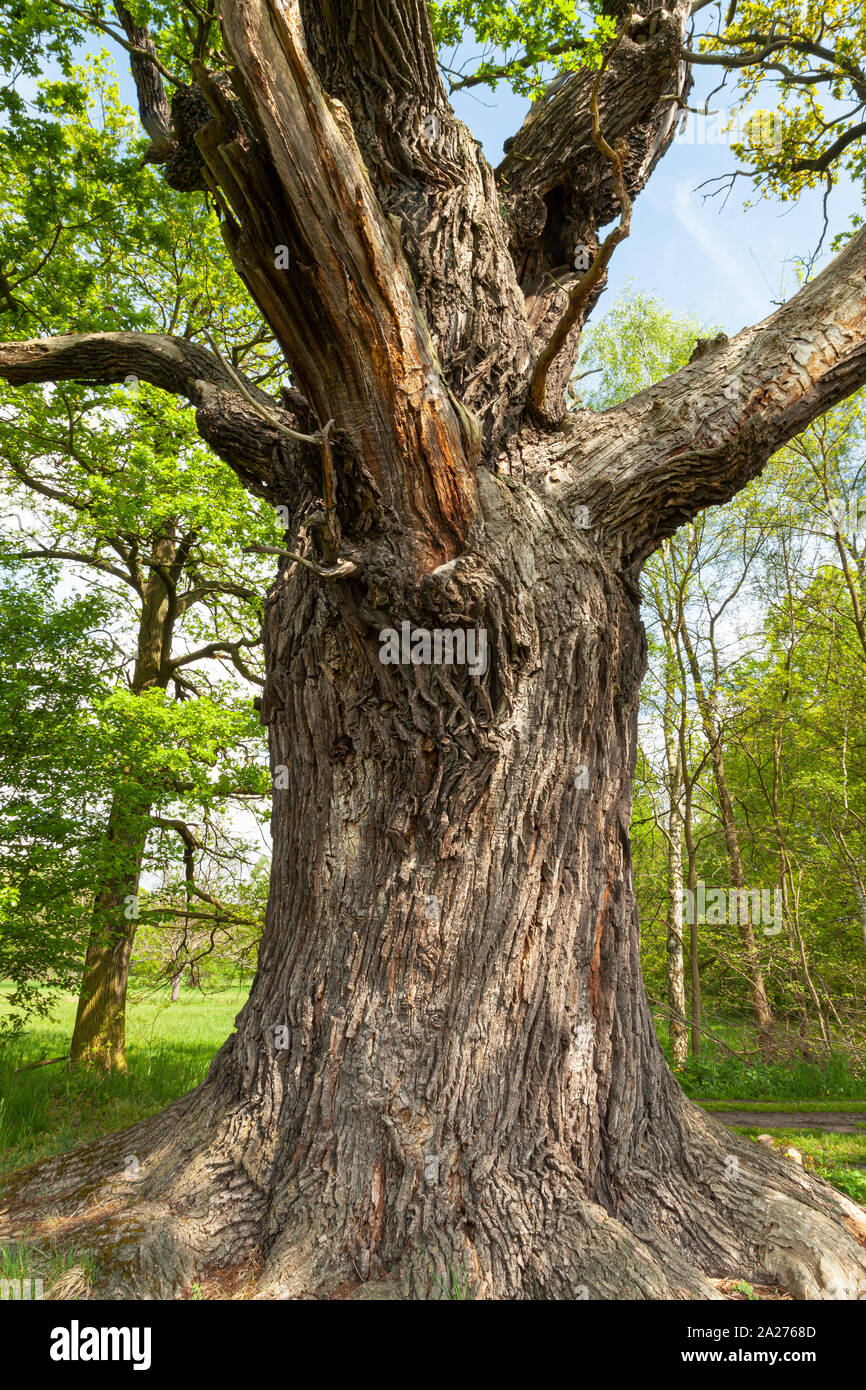 Alte, riesige Eiche Baum allein stehend in einer Waldlichtung Stockfoto
