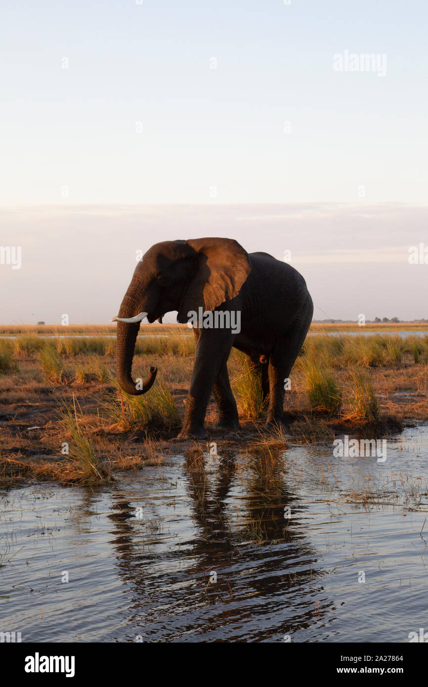 Erwachsene, groß, Afrikanischer Elefant Loxodonta africana Wandern entlang den Ufern des Flusses Chobe Nationalpark in Botswana in den frühen Abend. Stockfoto