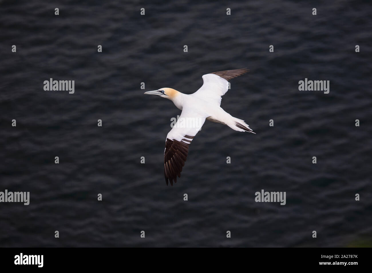 Auf eine Gannett Morus bassanus über offenes Wasser fliegen Stockfoto