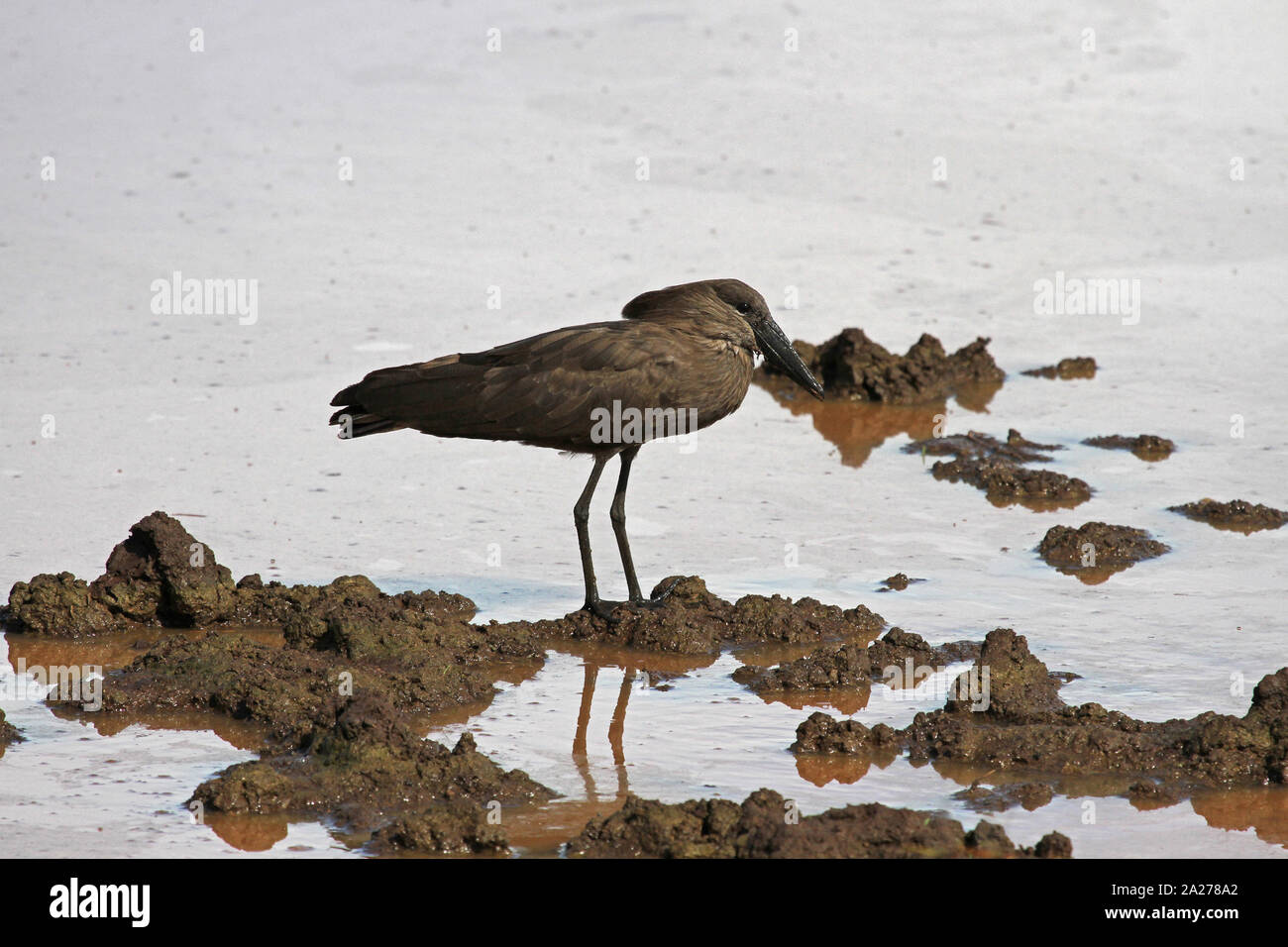 Hamerkop Vogel stehen auf schlammigem Boden, Simbabwe. Stockfoto