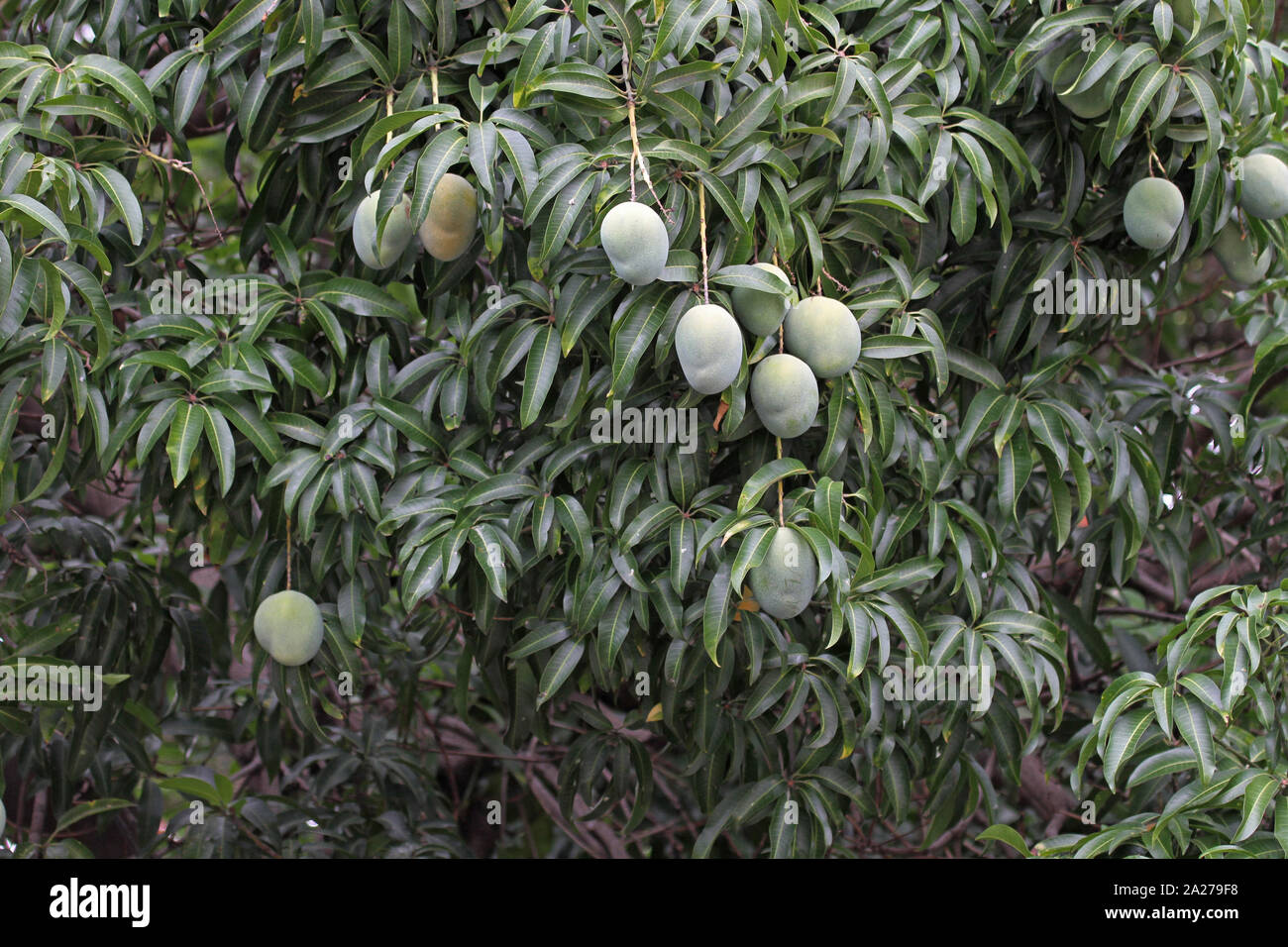 Mango Tree mit Unreife mango Früchte hängt, und Zimbabwe. Stockfoto