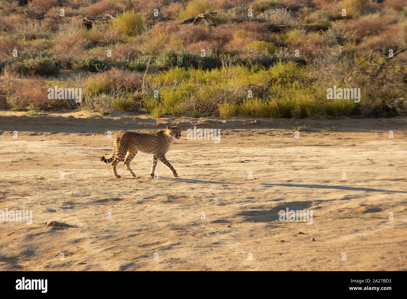 Cheetah zu Fuß auf den Weg in den wilden Park in Südafrika Stockfoto