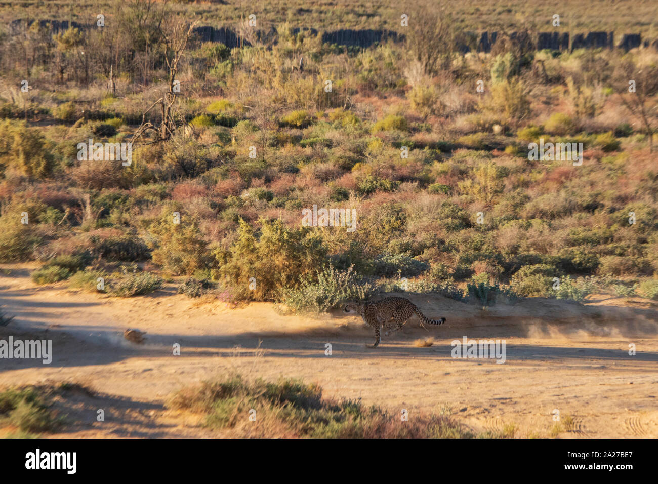 Geparden laufen auf Hochtouren im Wild Park in Südafrika Stockfoto