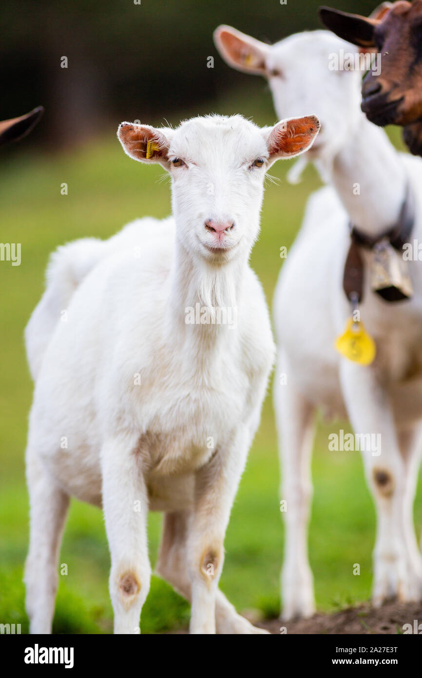 Die milchviehhaltung Ziegen melken Käseproduktion Feld arbeiten Ernten Stockfoto