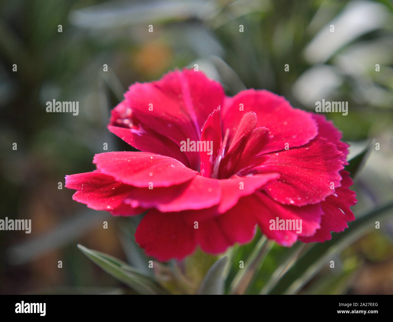 Nahaufnahme von rote Nelke, Dianthus caryophyllus Stockfoto