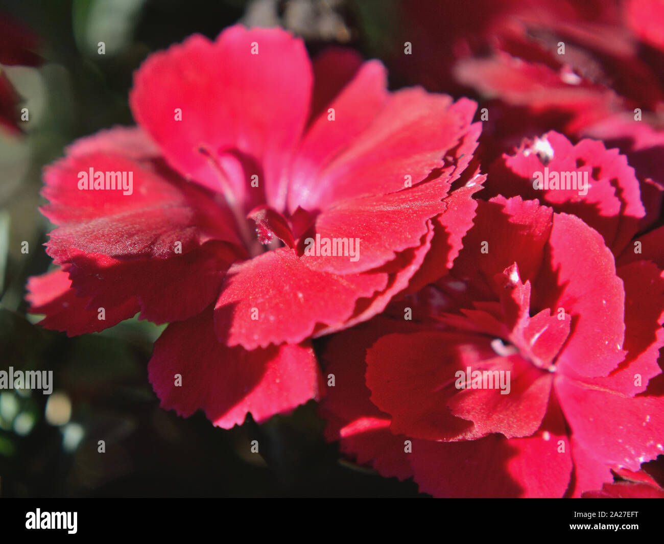 Nahaufnahme von rote Nelke, Dianthus caryophyllus Stockfoto