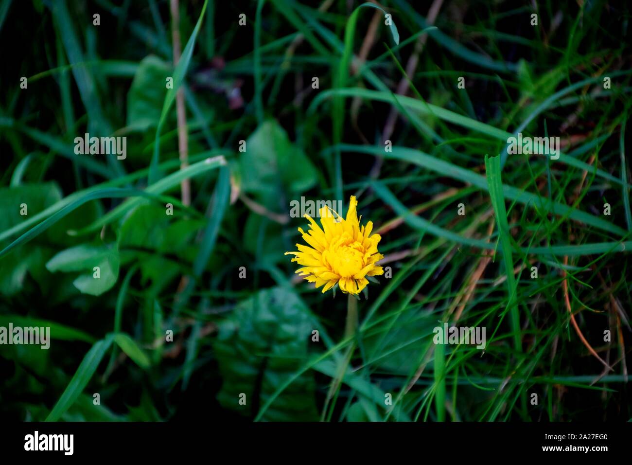 Löwenzahn Blume im Gras Land Stockfoto