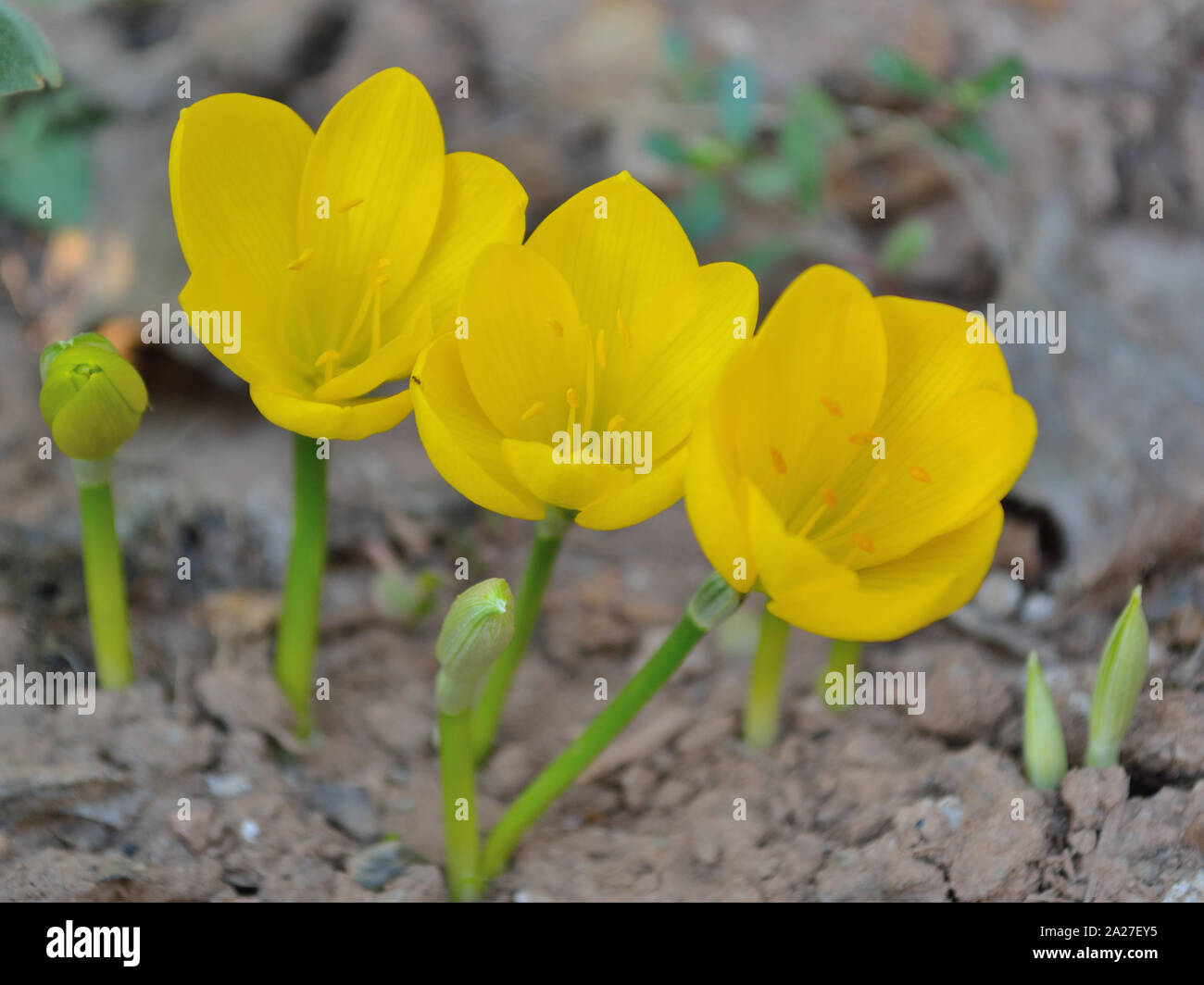 Gelb Herbst Blumen fallen Narzisse, Sternbergia clusiana Stockfoto