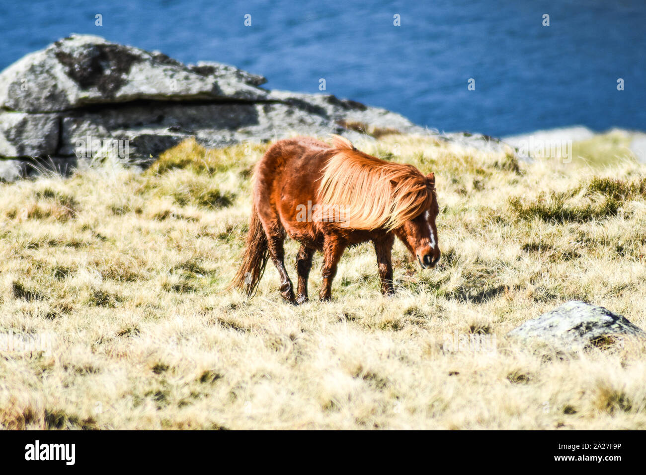 Wilde Carneddau Ponies, die am Rande des Llyn Ogwen Snowdonia National Park in Nordwales grasen Stockfoto