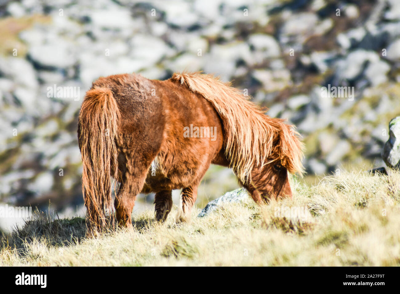 Wilde Carneddau Ponies, die am Rande von Llyn Ogwen, Snowdonia National Park, Nordwales, grasen Stockfoto