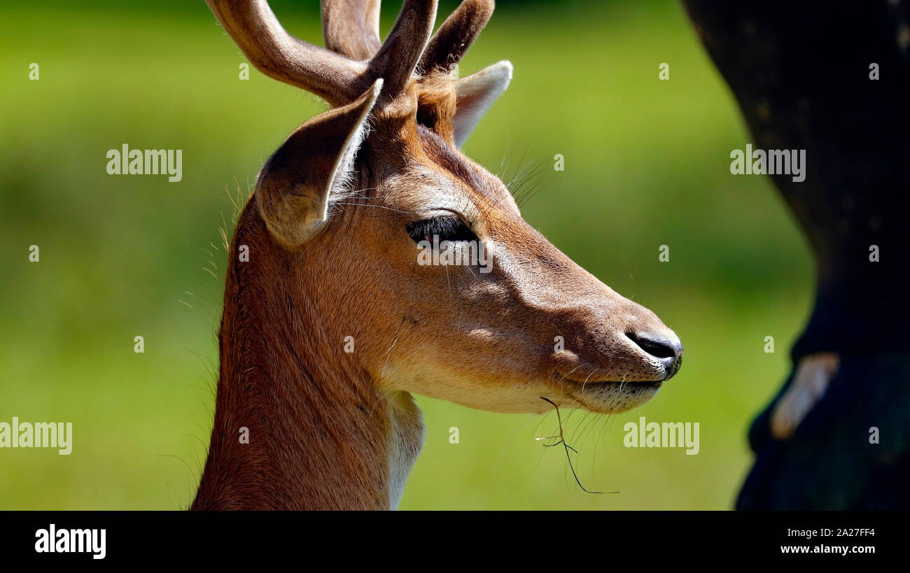 Rotwild in Dunham Massey, National Trust konzentriert. Stockfoto