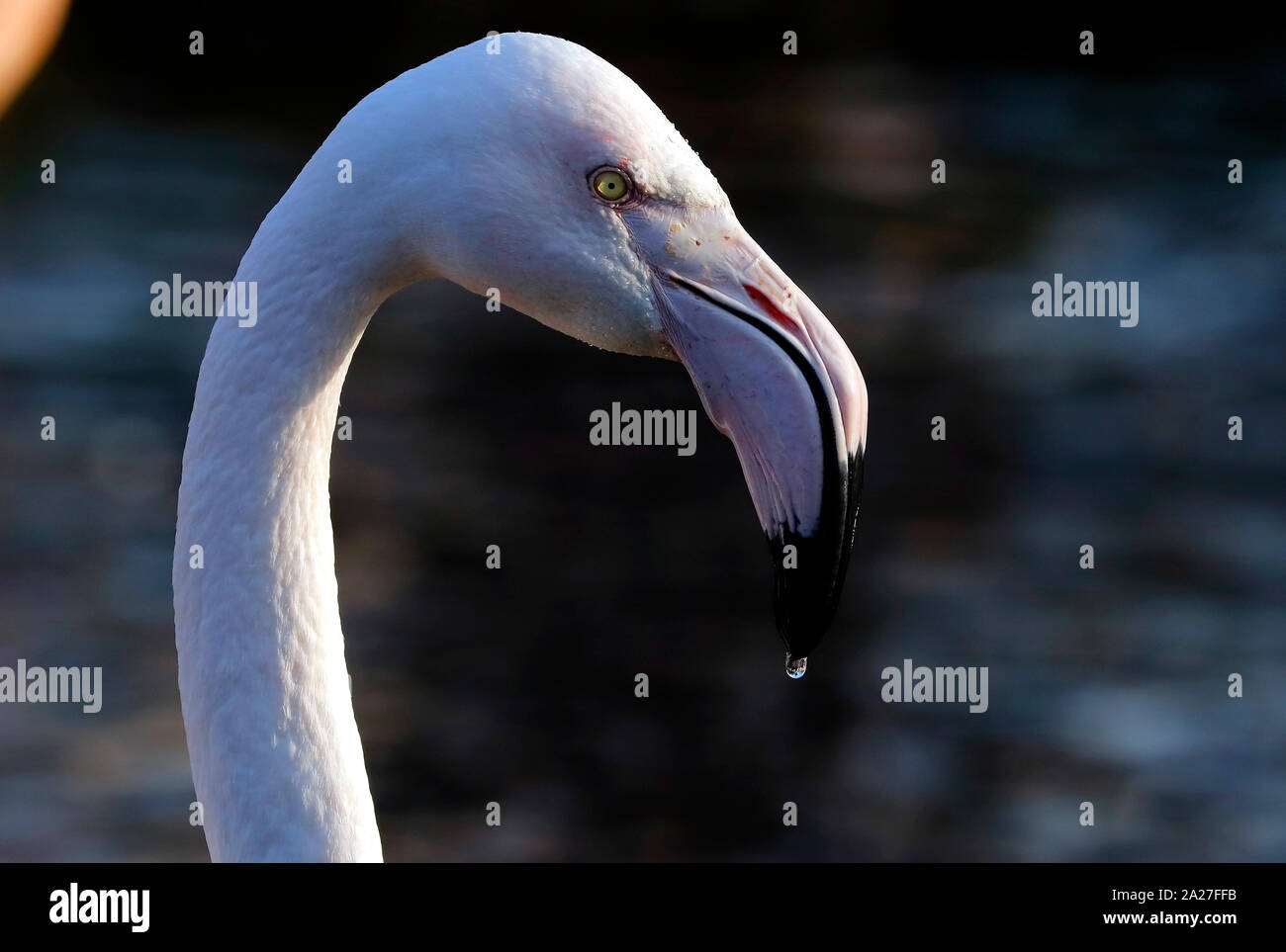 Flamingo geben mir das Auge bei Martin bloße Wildvogel und Feuchtgebiete Vertrauen. Lancashire. Stockfoto