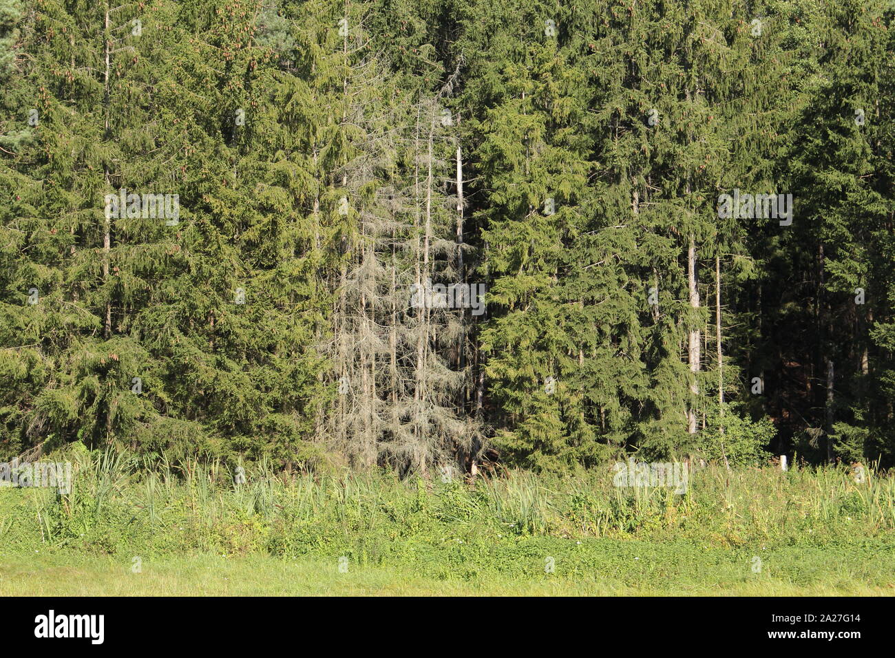 Waldsterben, Gruppe von toten Bäumen im Wald Stockfoto
