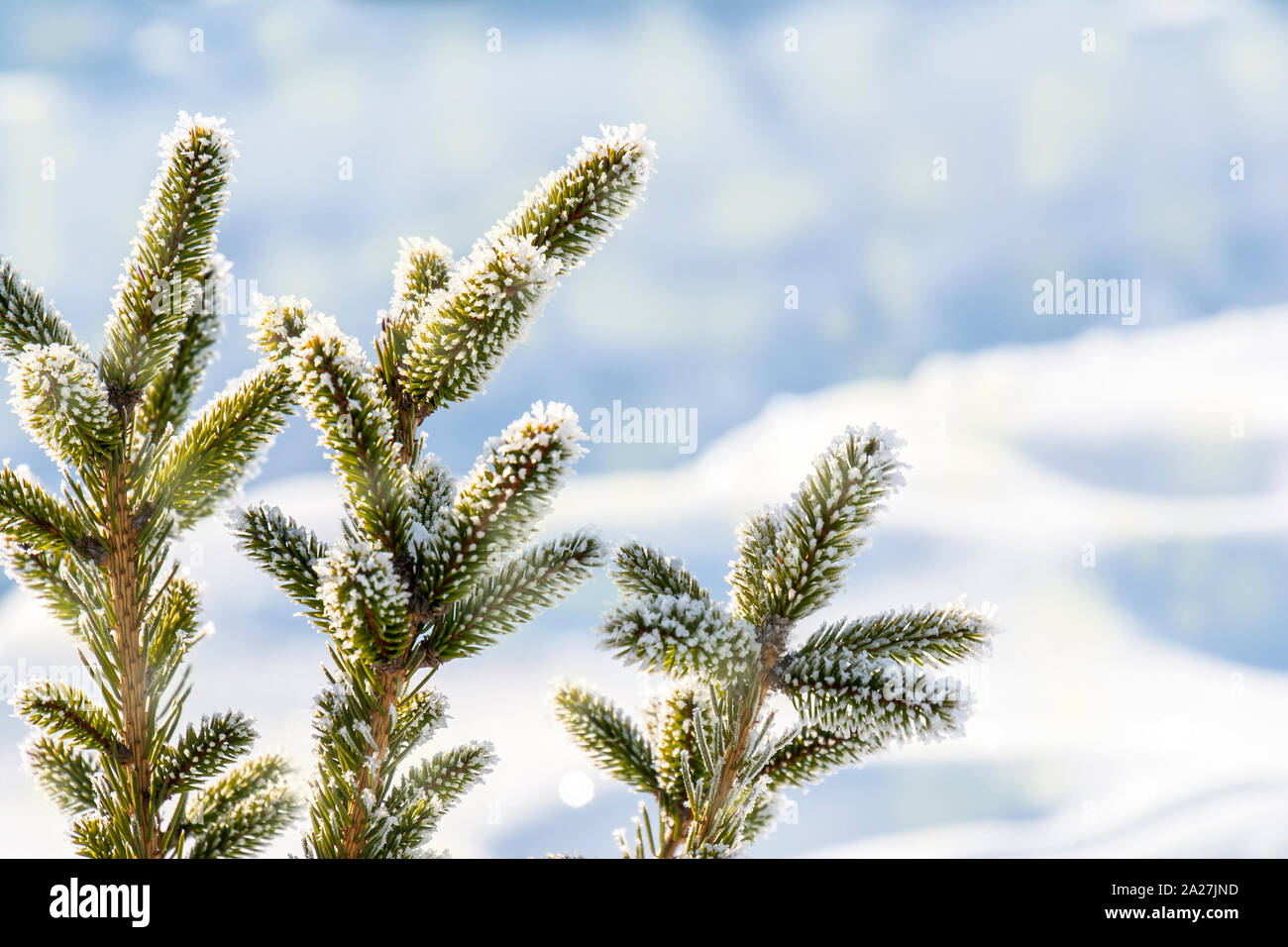 Nahaufnahme von Tannenbaum mit Schneeflocke. Weihnachten und Neujahr Urlaub Hintergrund. Stockfoto