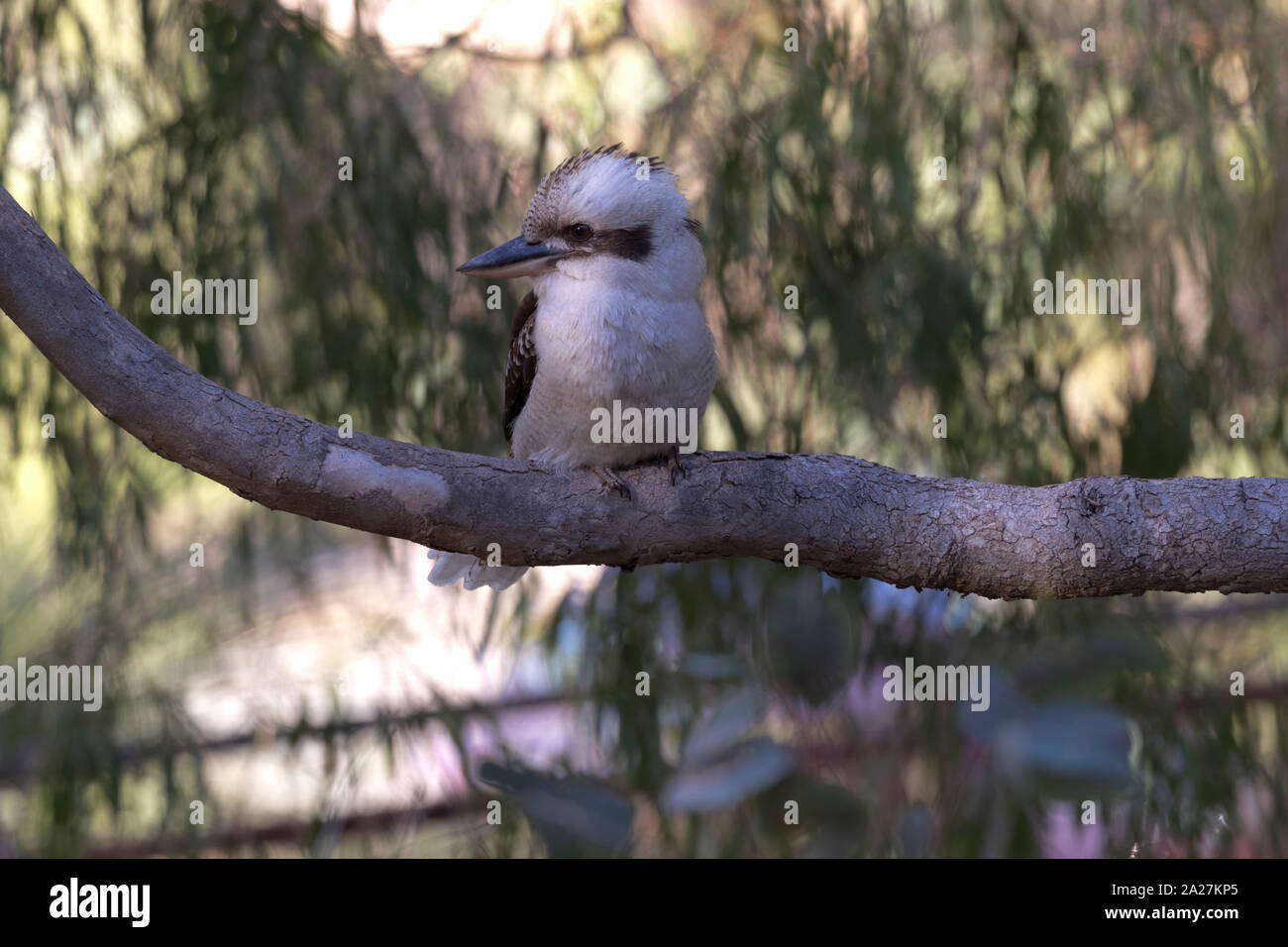 Markante Kookaburra in eucalptus Wald im Yanchep National Park in Westaustralien thront. Stockfoto