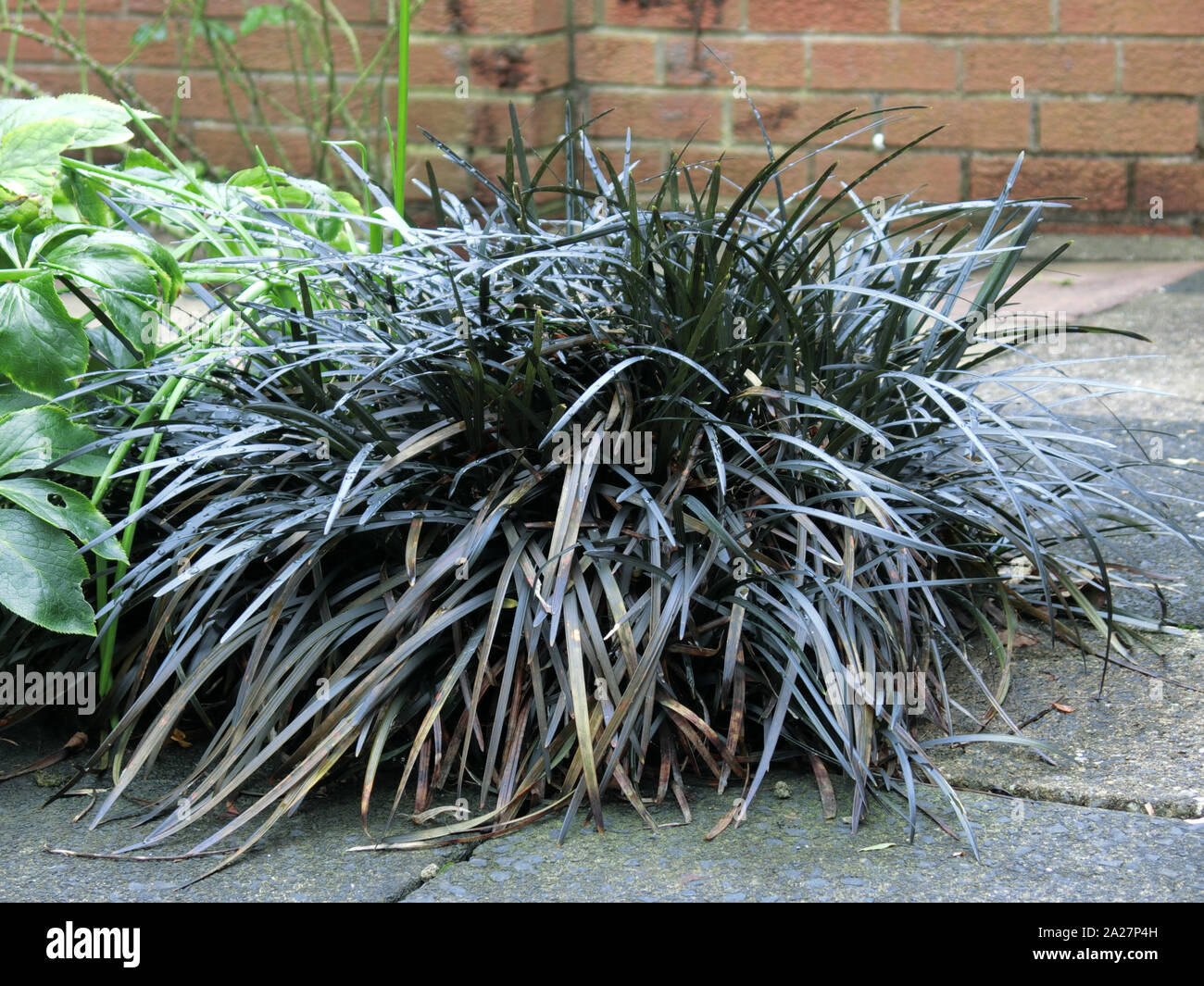 Ophiopogon planiscapus Nigrescens, Schwarz Mondo Gras oder Schwarz Lilyturf Stockfoto