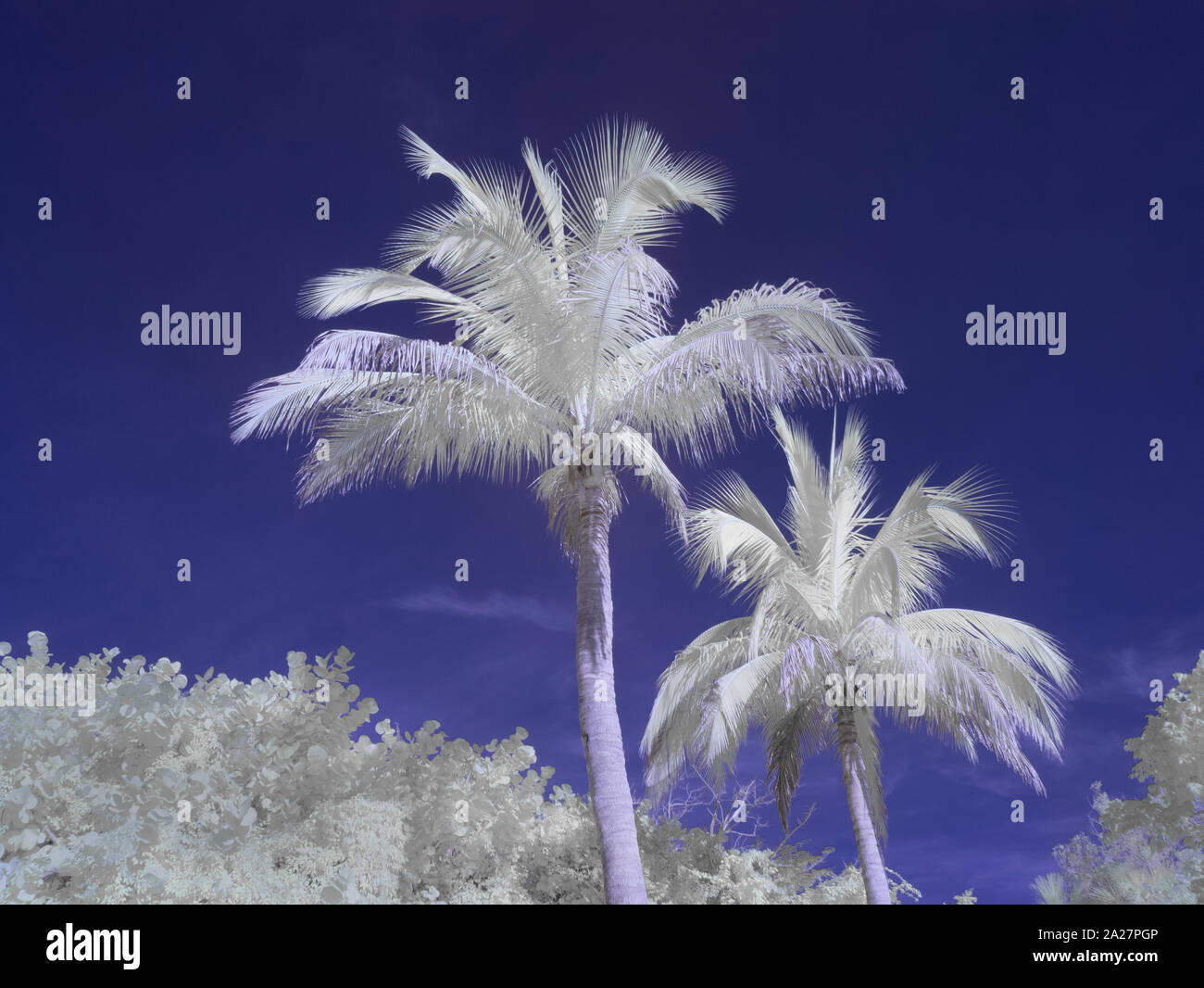 Palmen mit einem Infrarot Red Kamera aufgenommen und verarbeitet für falsche Farben Stockfoto