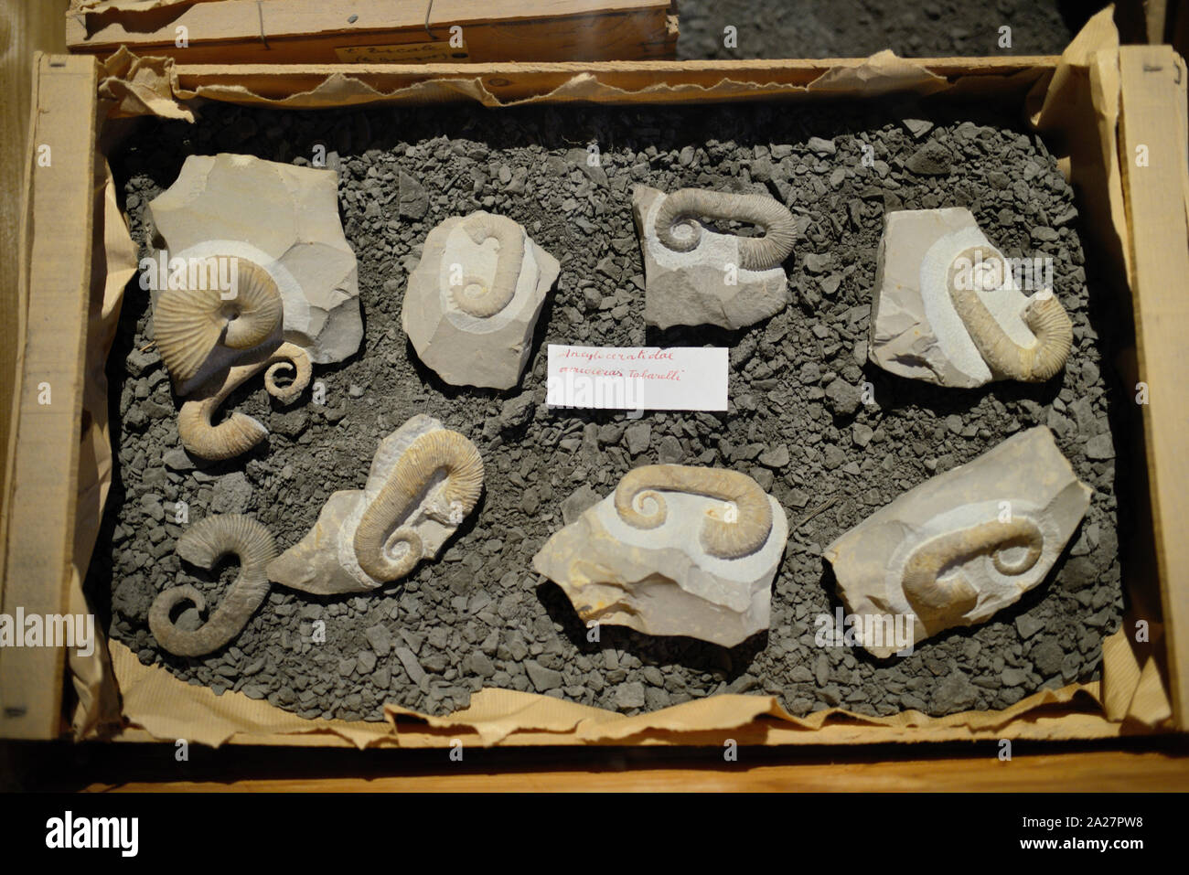 Holzkiste oder Sammlung von Ancyloceras Ammoniten, eine ausgestorbene Gattung der Heteromorph Ammoniten von Gedehnt Shell gekennzeichnet Stockfoto
