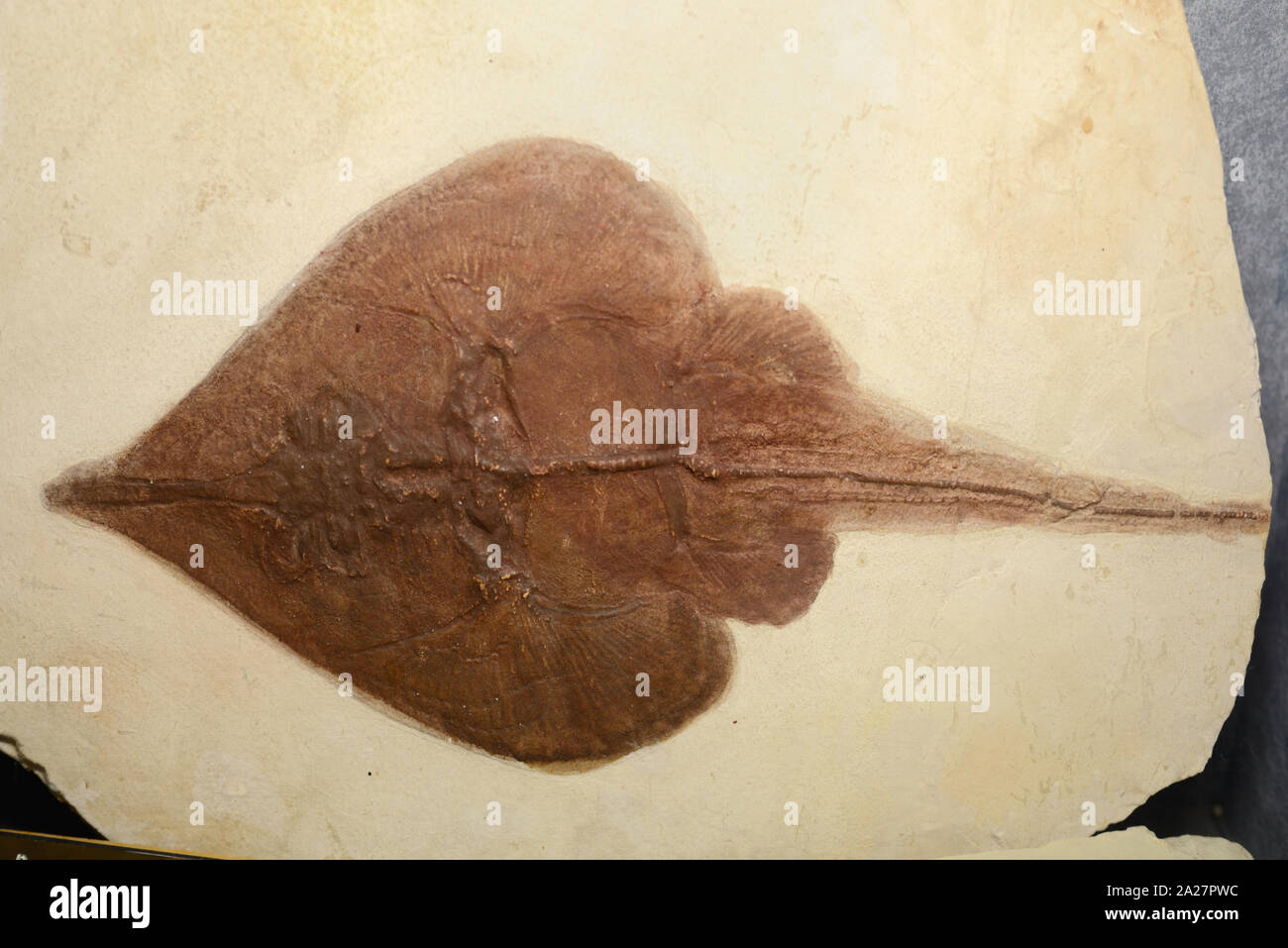 Versteinerte Plattfische Plattfische oder fossilen Pleuronectiforme 93 MA Kreidezeit Stockfoto