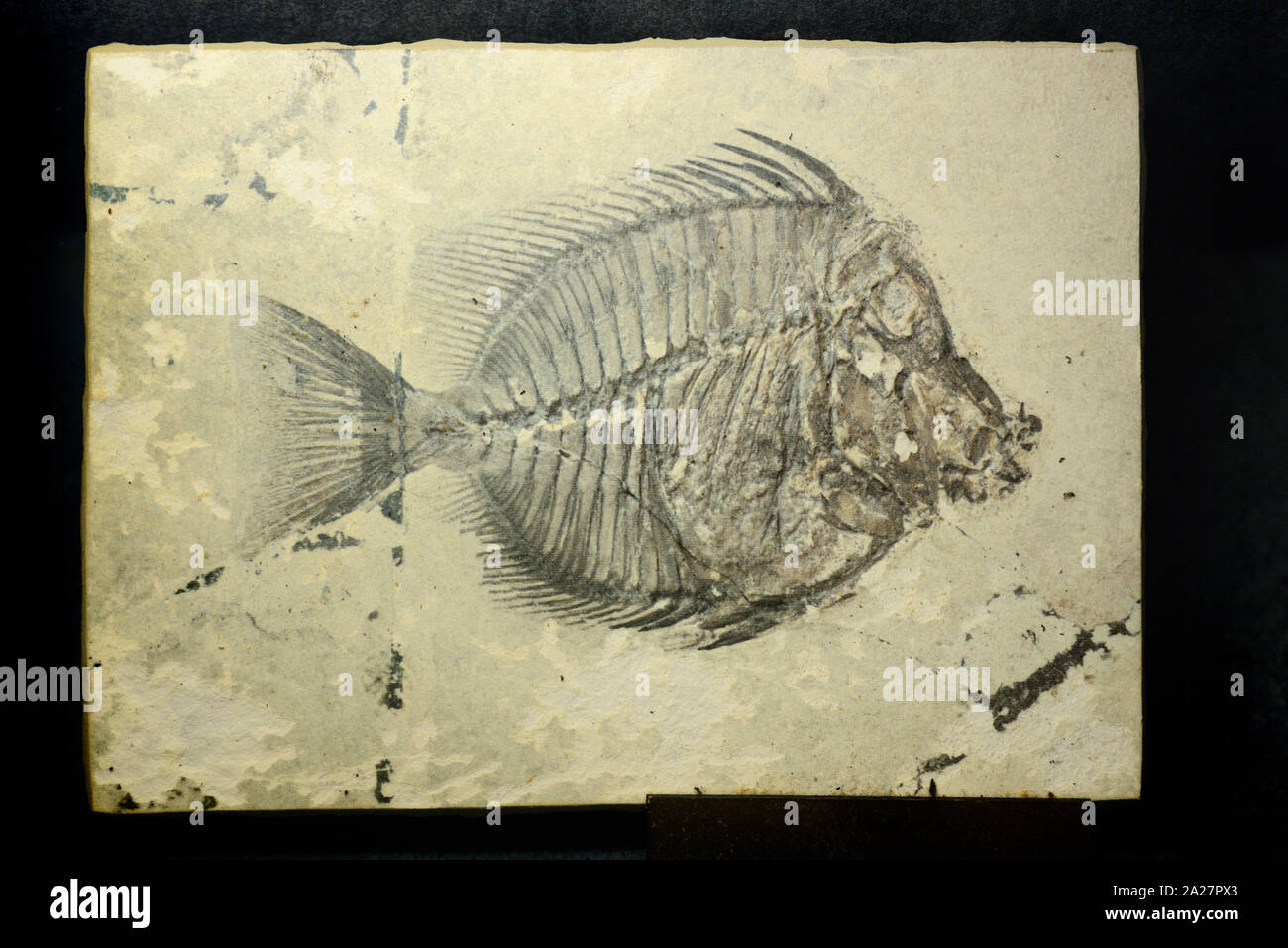Naseus nuchalis Fossil, eine ausgestorbene Versteinerte Doktorfische oder Fisch Fossilen aus dem Eozän Ära 40 MA in Verona Italien entdeckt Stockfoto