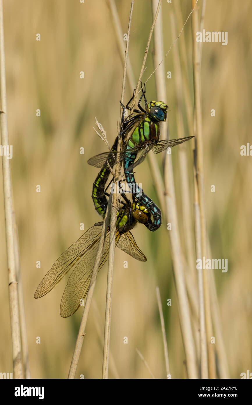 Haarige dragonfly Paarung Stockfoto