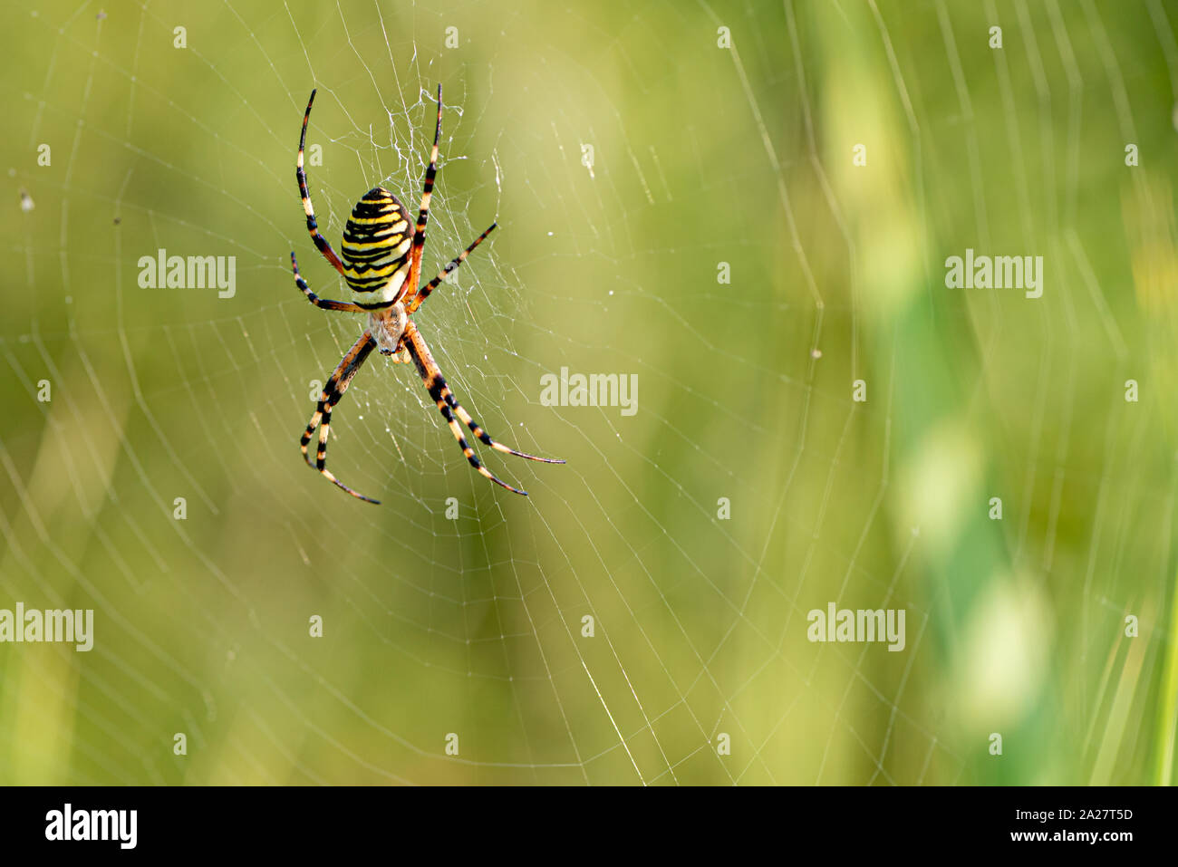 Gelb gestreifte Spinne draußen in der Natur in ihrem Spinnennetz. Argiope  Bruennichi auch Zebra-, Tiger-, Seidenband, Wasp spider Vor unscharfen b  Stockfotografie - Alamy