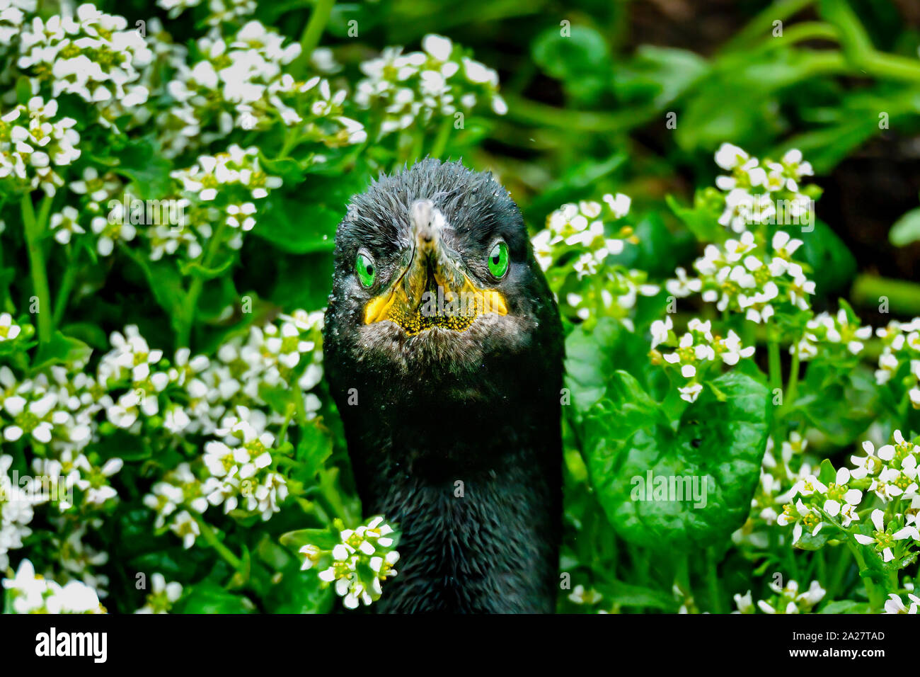 Europäische Shag mit unverwechselbaren grünen Augen. Stockfoto