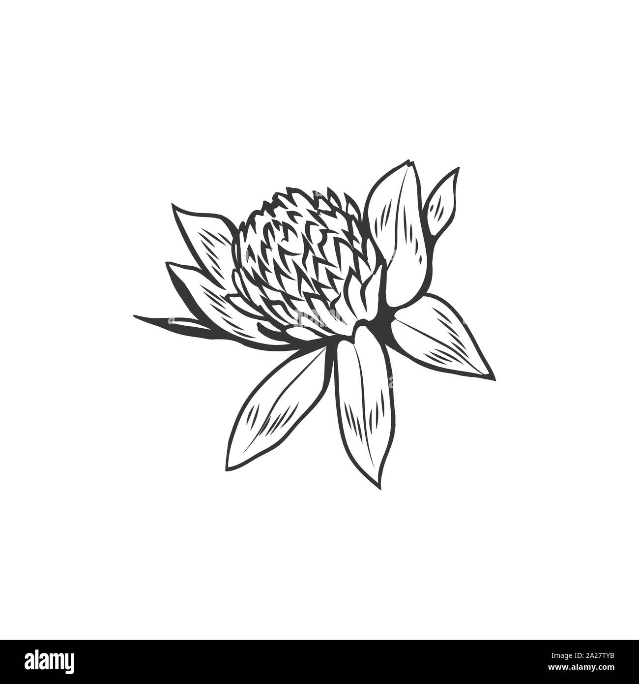 Clover Blumen Schwarz-weiß illustration. Blühende Honig Anlage mit Titel Kleeblatt. Irish Shamrock, floral Glück Symbol mit drei Blättern. Botanische Umrisse skizzieren. Postkarte design Element Stock Vektor