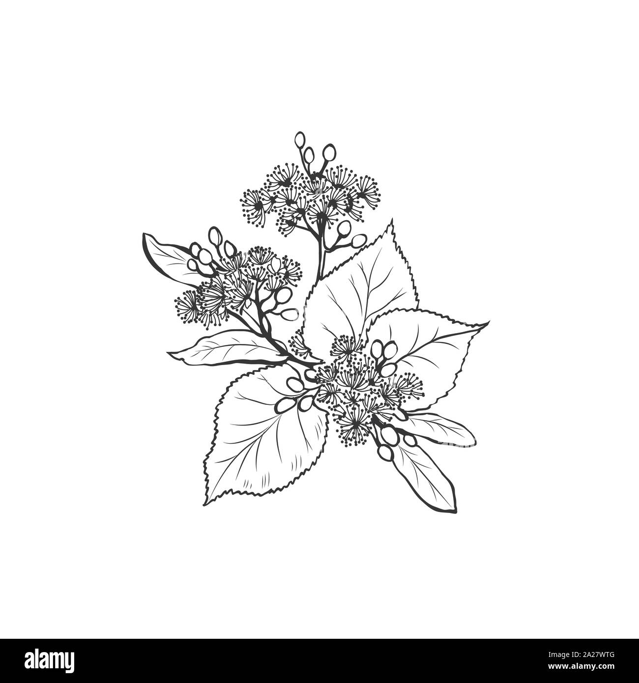 Linden Blumen freehand Vector Illustration. Tilia, Lindenholz, Honig Anlage schwarz und weiß Skizze. Aromatische beruhigenden Tee Zutat, pflanzliche Heilmittel. Botanische graviert Baumstrukturzweig. Plakat design Element Stock Vektor
