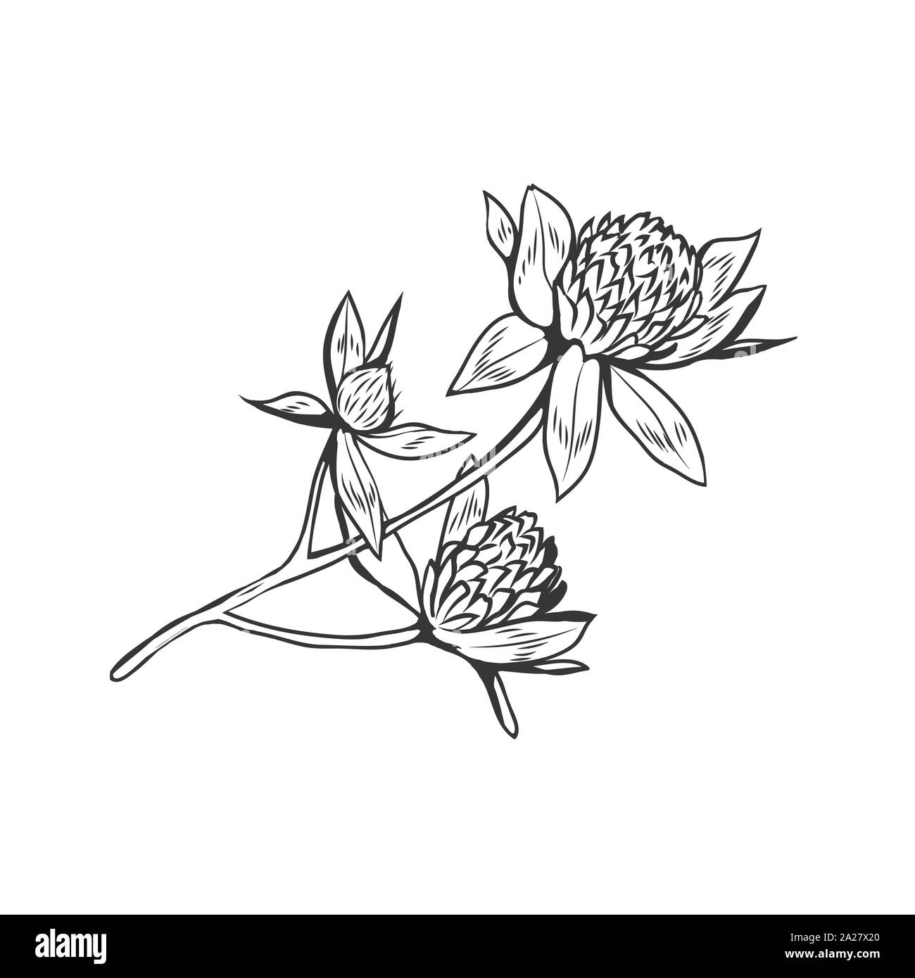 Clover Blumen Schwarz-weiß illustration. Blühende Honig Anlage mit Titel Kleeblatt. Irish Shamrock, floral Glück Symbol mit drei Blättern. Botanische Umrisse skizzieren. Postkarte design Element Stock Vektor