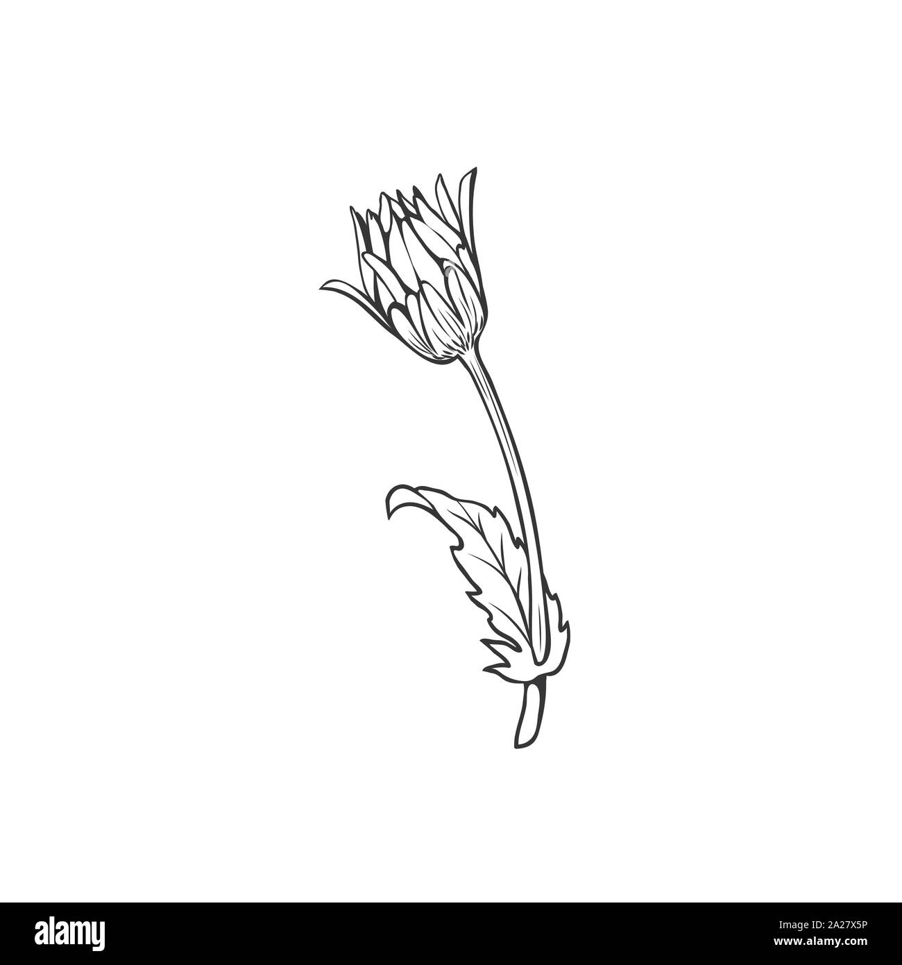 Clover Blumen Schwarz-weiß illustration. Blühende Honig Anlage mit Titel Kleeblatt. Irish Shamrock, floral Glück Symbol mit drei Blättern. Botanische Umrisse skizzieren. Postkarte design Element Stock Vektor