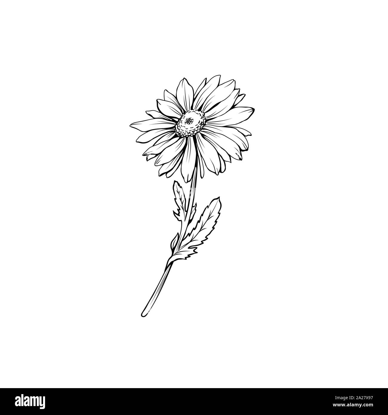 Daisy Flower mit Bud freehand Vector Illustration. Deutsche Kamille, Matricaria Chamomilla monochrome skizzieren. Honig, wilde Blume Gravur. Homöopathische Kraut, wildflower mit Namen Zeichnung Stock Vektor