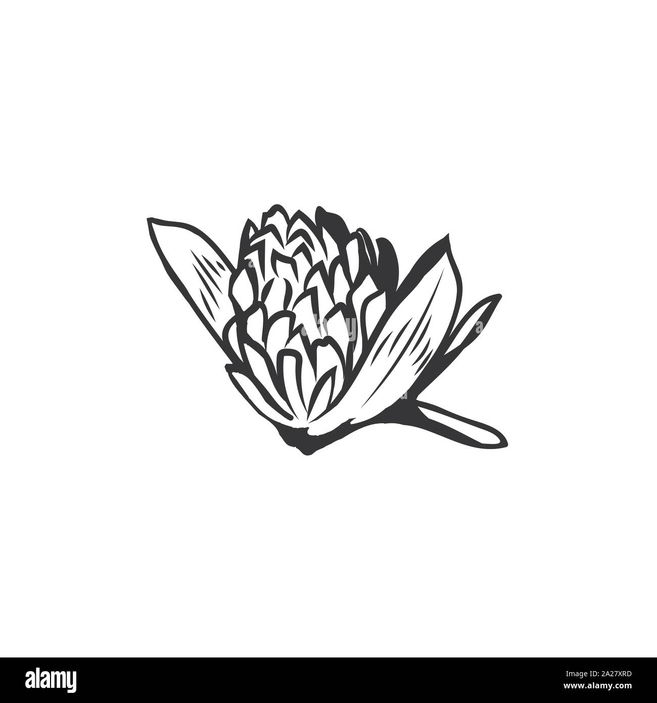 Clover Blumen Schwarz-weiß illustration. Blühende Honig Anlage mit Titel Kleeblatt. Irish Shamrock, floral Glück Symbol mit drei Blättern. Botanische Umrisse skizzieren. Postkarte design Element Stock Vektor