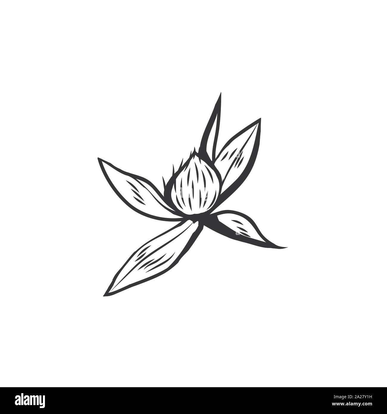 Clover Blumen Schwarz-weiß illustration. Blühende Honig Anlage mit Titel Kleeblatt. Irish Shamrock, floral Glück Symbol mit drei Blättern. Botanische Umrisse skizzieren. Postkarte design Element Stock Vektor