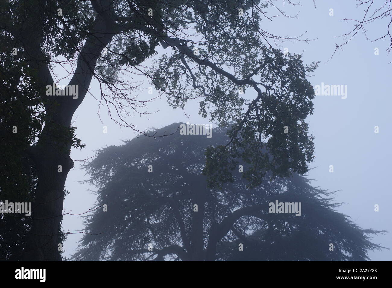 Reifen Libanon-zeder (Cedrus libani) Baum auf einem nebligen Wintertag. Exeter Krematorium. Devon, UK. Stockfoto