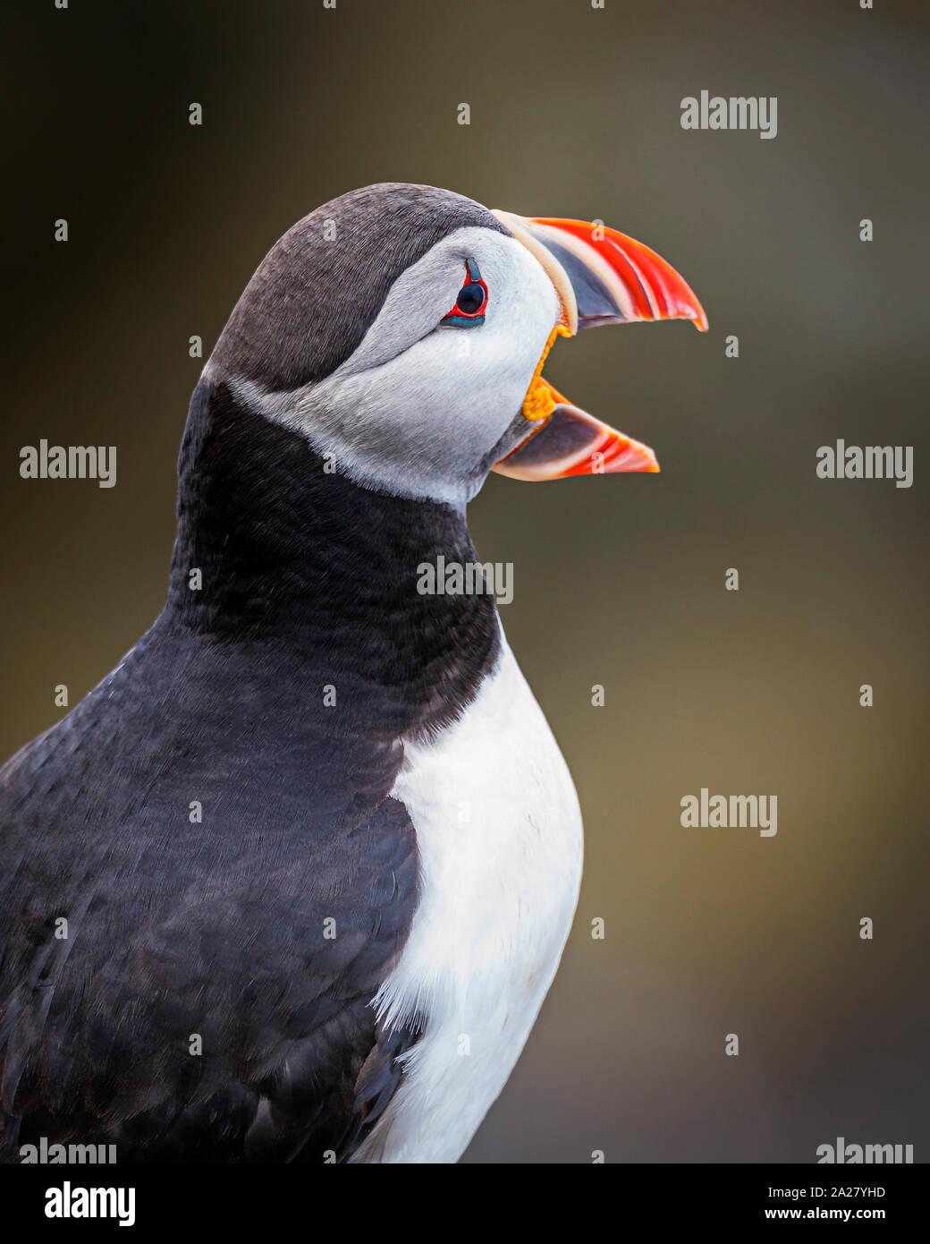 Atlantische Puffin, Island Stockfoto