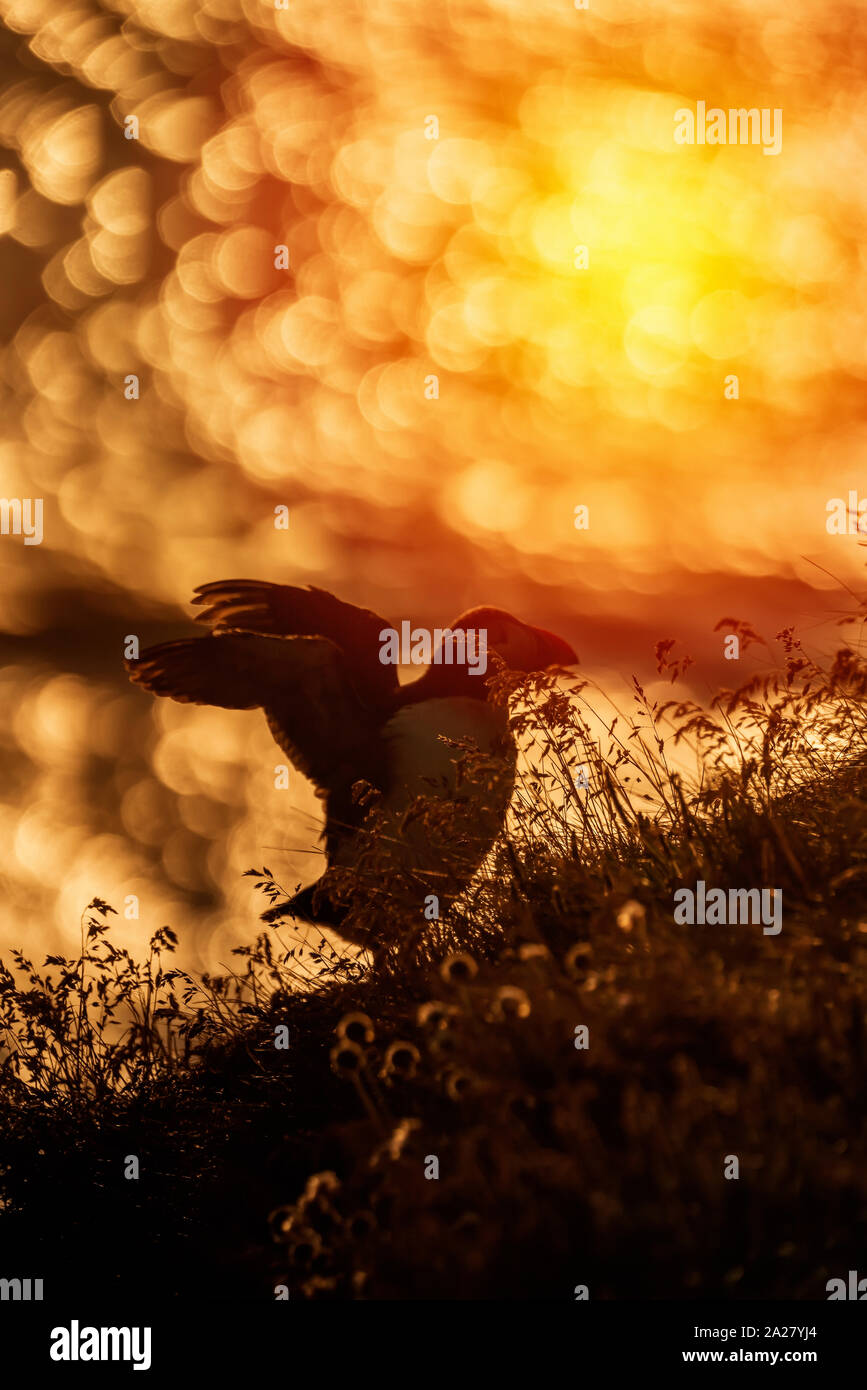 Atlantische Puffin, Island Stockfoto