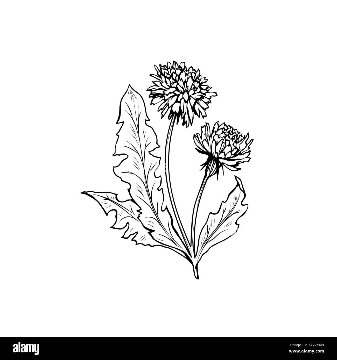 Blühende Löwenzahn freehand Vector Illustration. Feder Honig Pflanze, wildflower skizzieren. Fragile Sommerblume, Taraxacum Blätter und Blüten Schwarzweiß-Gravur. Postkarte, Poster design Element Stock Vektor