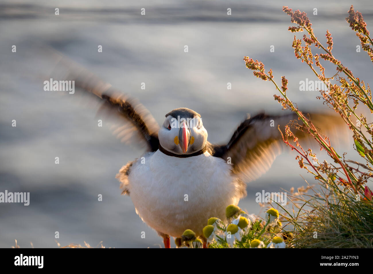 Atlantische Puffin, Island Stockfoto