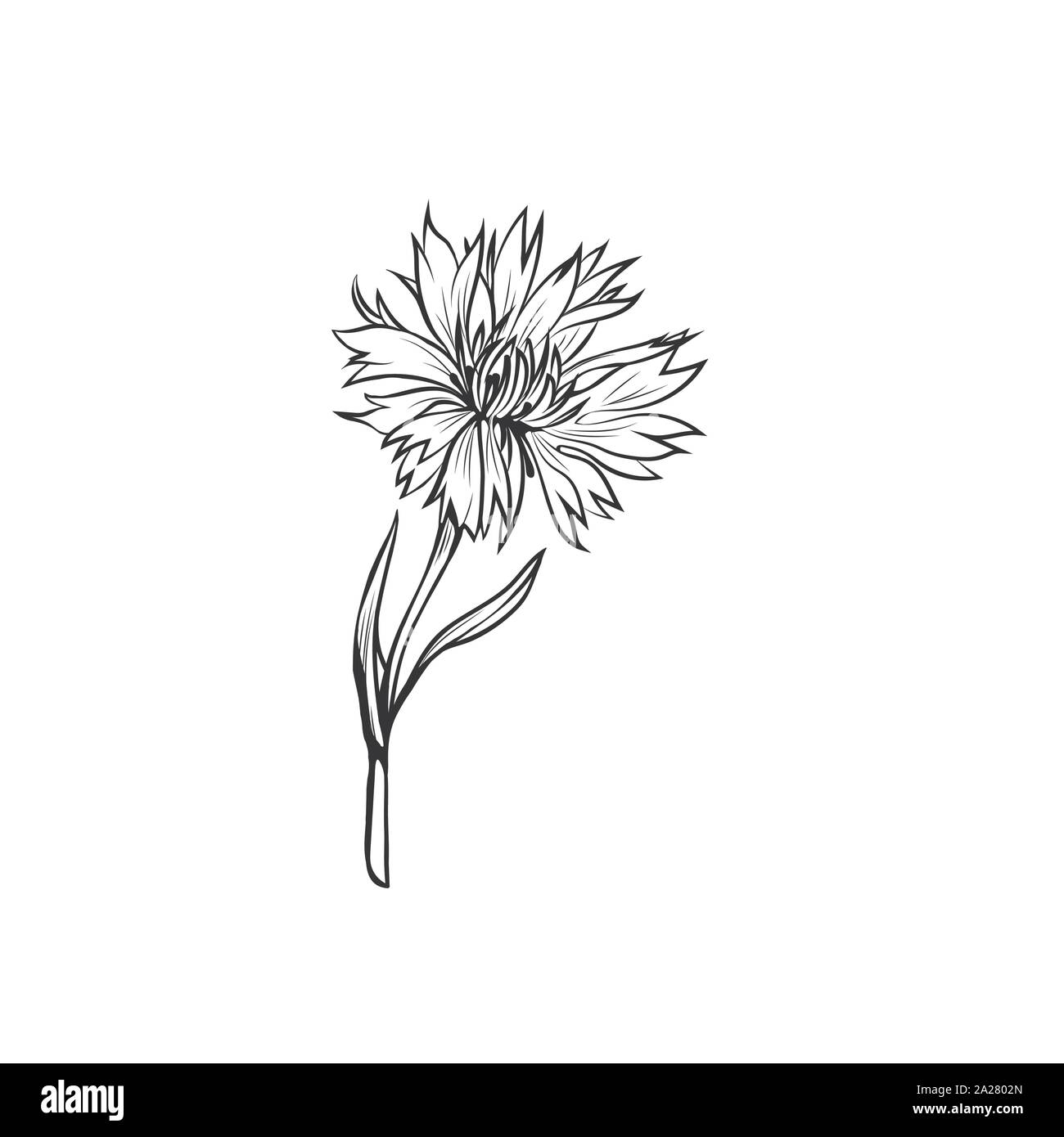 Kornblume Tinte schwarz Vector Illustration. Sommer Wiese Blumen, Honig Pflanze mit Namen eingraviert Skizze. Gemeinsame Flockenblume skizzieren. Centaurea nigra Botanische schwarze und weiße Zeichnung mit Beschriftung Stock Vektor