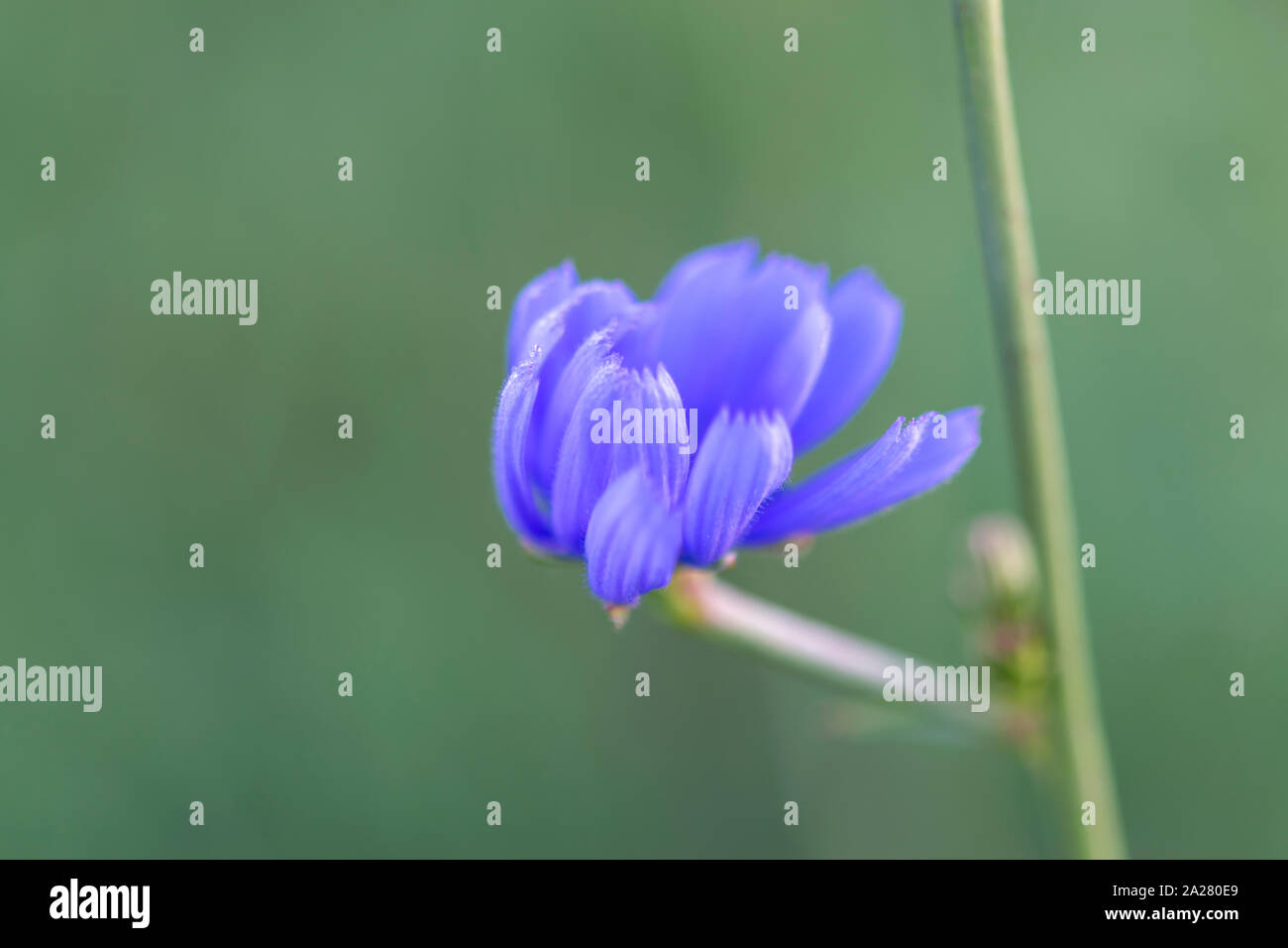 Gemeinsame Chicorée (lat. Cichorium intybus) Blumen Blüten gemeinhin als Blauen Matrosen, Chicorée, Kaffee Unkraut, oder succory ist eine krautige Staude plan Stockfoto